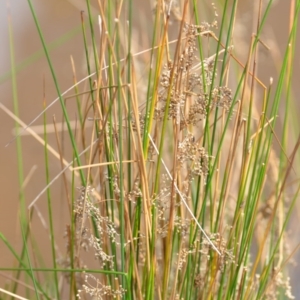 Juncus sp. at Wamboin, NSW - 29 Sep 2019 01:40 PM