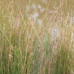 Juncus sp. at Wamboin, NSW - 29 Sep 2019 01:40 PM