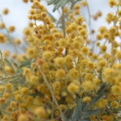 Acacia dealbata (Silver Wattle) at Wamboin, NSW - 29 Sep 2019 by natureguy