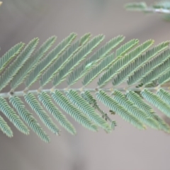 Acacia dealbata at Wamboin, NSW - 29 Sep 2019