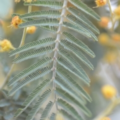 Acacia dealbata at Wamboin, NSW - 29 Sep 2019