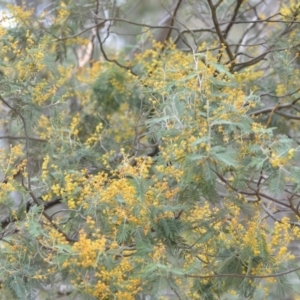 Acacia dealbata at Wamboin, NSW - 29 Sep 2019