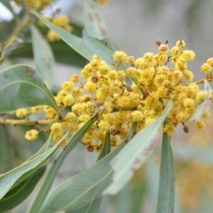 Acacia rubida at Wamboin, NSW - 29 Sep 2019