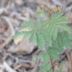 Acacia rubida at Wamboin, NSW - 29 Sep 2019