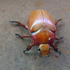 Anoplognathus montanus (Montane Christmas beetle) at Reid, ACT - 25 Nov 2019 by JanetRussell