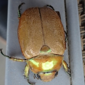 Anoplognathus brunnipennis at Reid, ACT - 25 Nov 2019 01:55 PM