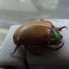 Anoplognathus brunnipennis at Reid, ACT - 25 Nov 2019