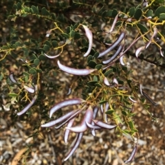 Acacia buxifolia subsp. buxifolia (Box-leaf Wattle) at Hughes Garran Woodland - 23 Nov 2019 by ruthkerruish