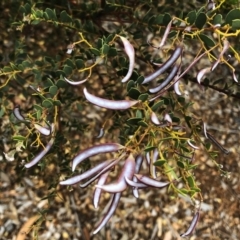 Acacia buxifolia subsp. buxifolia (Box-leaf Wattle) at Garran, ACT - 24 Nov 2019 by ruthkerruish