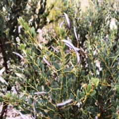 Acacia buxifolia subsp. buxifolia at Garran, ACT - 24 Nov 2019