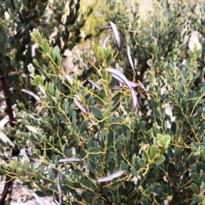 Acacia buxifolia subsp. buxifolia at Garran, ACT - 24 Nov 2019 08:00 AM