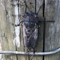 Psaltoda moerens (Redeye cicada) at Hughes, ACT - 25 Nov 2019 by ruthkerruish