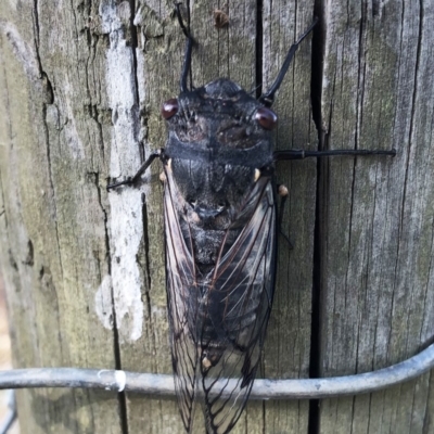 Psaltoda moerens (Redeye cicada) at Hughes Garran Woodland - 24 Nov 2019 by ruthkerruish