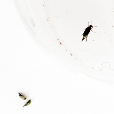 Mordellidae (family) (Unidentified pintail or tumbling flower beetle) at Hughes Garran Woodland - 23 Nov 2019 by ruthkerruish