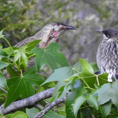 Anthochaera carunculata (Red Wattlebird) at Aranda, ACT - 25 Nov 2019 by KMcCue