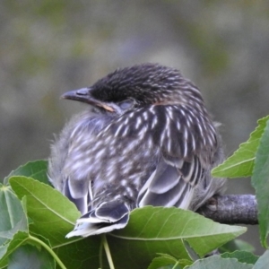 Anthochaera carunculata at Aranda, ACT - 25 Nov 2019