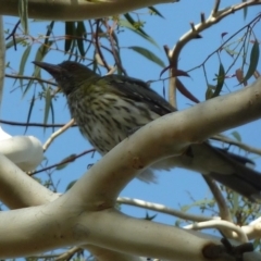 Oriolus sagittatus at Aranda, ACT - 1 Feb 2013