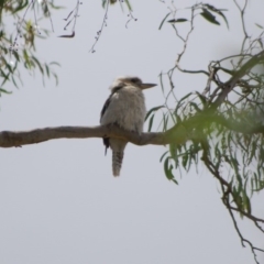 Dacelo novaeguineae (Laughing Kookaburra) at Aranda, ACT - 3 Jan 2010 by AndyRussell