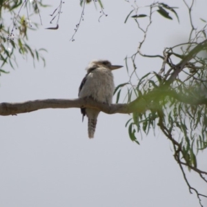 Dacelo novaeguineae at Aranda, ACT - 4 Jan 2010