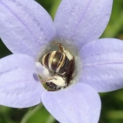 Lipotriches (Austronomia) phanerura (Halictid Bee) at ANU Banks Precinct - 25 Nov 2019 by Laserchemisty