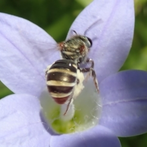 Lipotriches (Austronomia) phanerura at Canberra, ACT - 25 Nov 2019