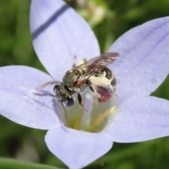 Lipotriches (Austronomia) phanerura at Canberra, ACT - 25 Nov 2019