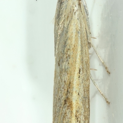 Faveria tritalis (Couchgrass Webworm) at Kambah, ACT - 25 Nov 2019 by Marthijn