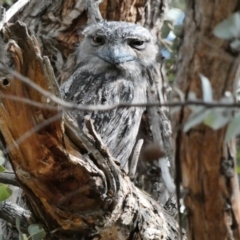 Podargus strigoides (Tawny Frogmouth) at Red Hill to Yarralumla Creek - 24 Nov 2019 by TomT
