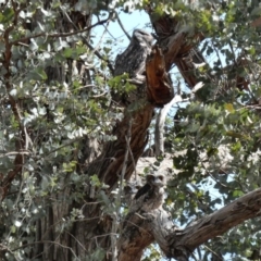 Podargus strigoides at Hughes, ACT - 25 Nov 2019