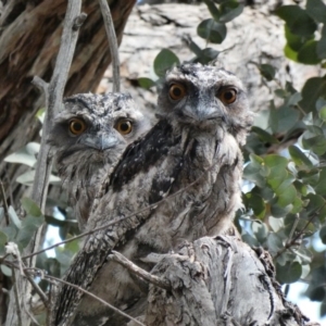 Podargus strigoides at Hughes, ACT - 25 Nov 2019