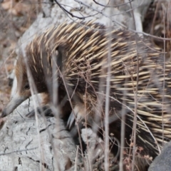 Tachyglossus aculeatus (Short-beaked Echidna) at Deakin, ACT - 25 Nov 2019 by TomT