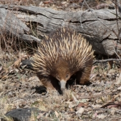 Tachyglossus aculeatus at Deakin, ACT - 25 Nov 2019 04:52 AM