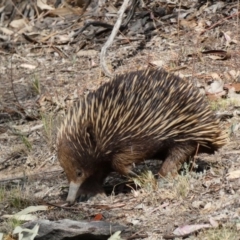 Tachyglossus aculeatus at Deakin, ACT - 25 Nov 2019 04:52 AM