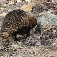 Tachyglossus aculeatus at Deakin, ACT - 25 Nov 2019