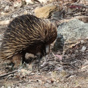 Tachyglossus aculeatus at Deakin, ACT - 25 Nov 2019 04:52 AM