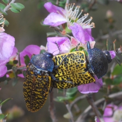 Stigmodera macularia (Macularia jewel beetle) at Morton National Park - 23 Nov 2019 by Harrisi