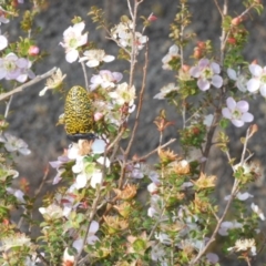 Stigmodera macularia at Sassafras, NSW - 23 Nov 2019