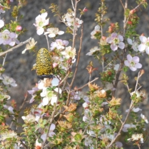 Stigmodera macularia at Sassafras, NSW - 23 Nov 2019