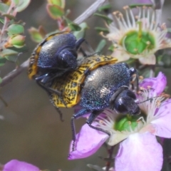 Stigmodera macularia at Sassafras, NSW - 23 Nov 2019