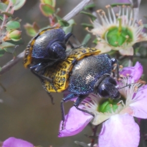 Stigmodera macularia at Sassafras, NSW - 23 Nov 2019