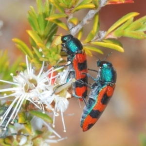 Castiarina crenata at Coolumburra, NSW - 23 Nov 2019 02:26 PM