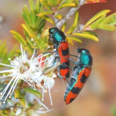 Castiarina crenata (Jewel beetle) at Coolumburra, NSW - 23 Nov 2019 by Harrisi