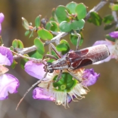 Unidentified Longhorn beetle (Cerambycidae) at Morton National Park - 23 Nov 2019 by Harrisi