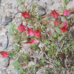 Darwinia taxifolia subsp. macrolaena at Saint George, NSW - 23 Nov 2019 by Harrisi