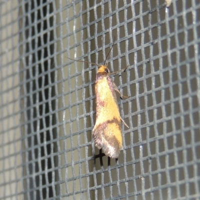 Isomoralla pyrrhoptera (A concealer moth) at Pollinator-friendly garden Conder - 25 Jan 2017 by michaelb