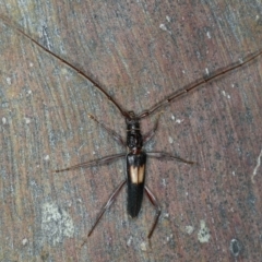 Epithora dorsalis (Longicorn Beetle) at Mount Ainslie - 20 Nov 2019 by jb2602