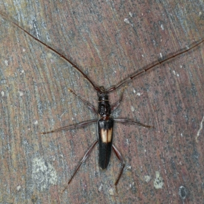 Epithora dorsalis (Longicorn Beetle) at Ainslie, ACT - 20 Nov 2019 by jb2602