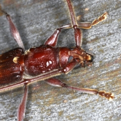 Epithora dorsalis at Ainslie, ACT - 20 Nov 2019