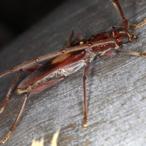 Epithora dorsalis at Ainslie, ACT - 20 Nov 2019