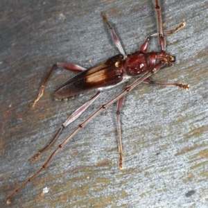 Epithora dorsalis at Ainslie, ACT - 20 Nov 2019